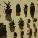biodiversidade de insetos no brasil esta em queda mostra estudo